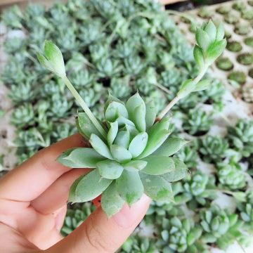 Sen đá Dù Kim Siêu nhiều nhánh con SOENSHOP 2.5-4cm, sen đá vỉ size mini xuất xứ Đà Lạt, khoẻ đẹp, lỗi 1 đổi 1
