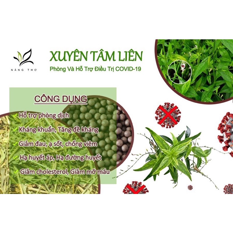 Viên Uống Xuyên Tâm Liên - Hỗ Trợ  Cảm Cúm