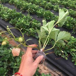 Cây giống dâu tây nhật hana