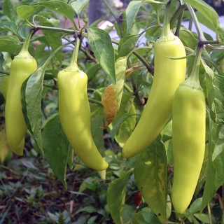 30 HẠT GIỐNG ỚT CHUỐI NGỌT