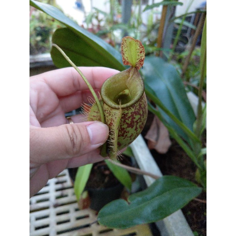 Cây nắp ấm Nx  x Ampullaria spotted