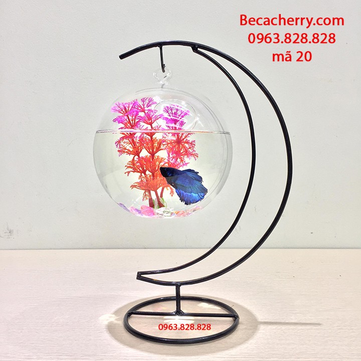 [ Tặng kèm phụ kiện ] Bể Cá Mini Cung Trăng 20