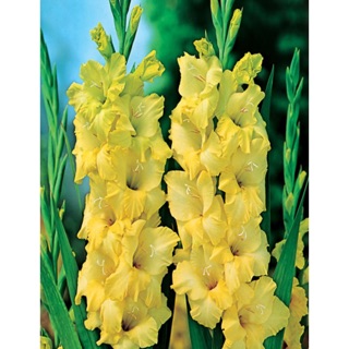 Bộ 10 củ giống hoa lay ơn vàng ( NẢY MẦM 100% ) - STHG2