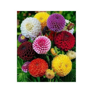 50 Hạt giống hoa thược dược tổ ong