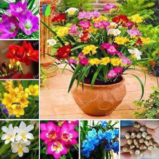 (Rẻ vô địch) củ giống hoa địa Lan Nam Phi hoa tết