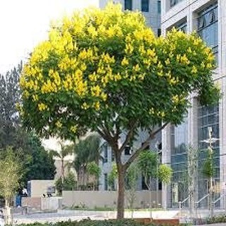 CÂY GIỐNG MUỒNG LÁ LẠC (muồng hoa vàng) - Hoa siêu đẹp