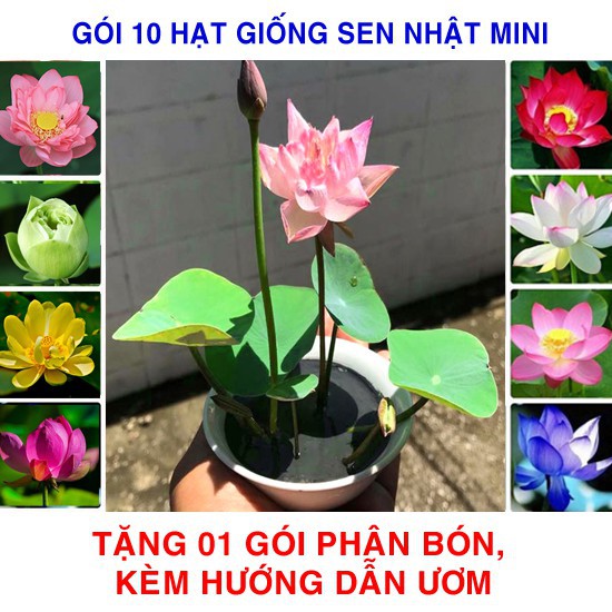 10 Hạt giống Sen nhật mini Nhiều màu (tặng phân bón + hướng dẫn ươm) KHUYẾN MẠI TẾT