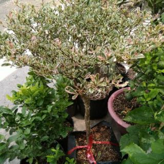 Cây bàng Ruby Nhật Bản