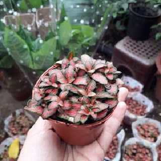 Cây Cẩm Nhung Đỏ [ Sale ]