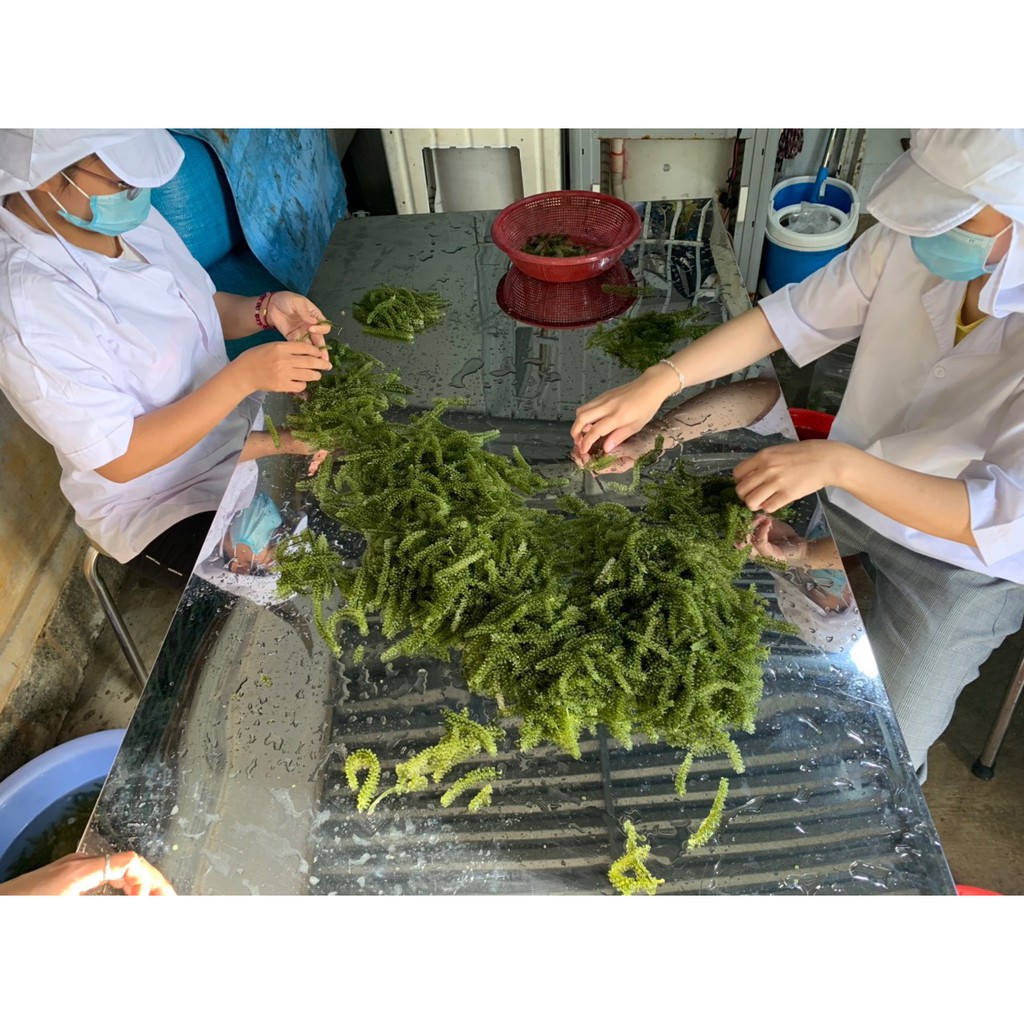 200gr Rong nho tách nước khánh hoà 💖freeship💖 tặng 2 gói sốt mè