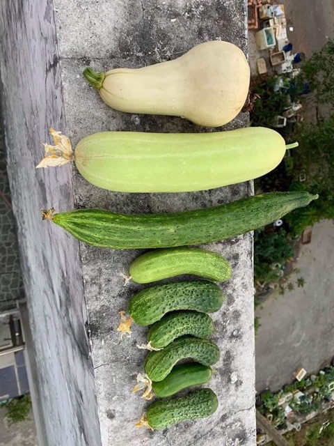 Hạt giống dưa chuột trắng Bangladesh