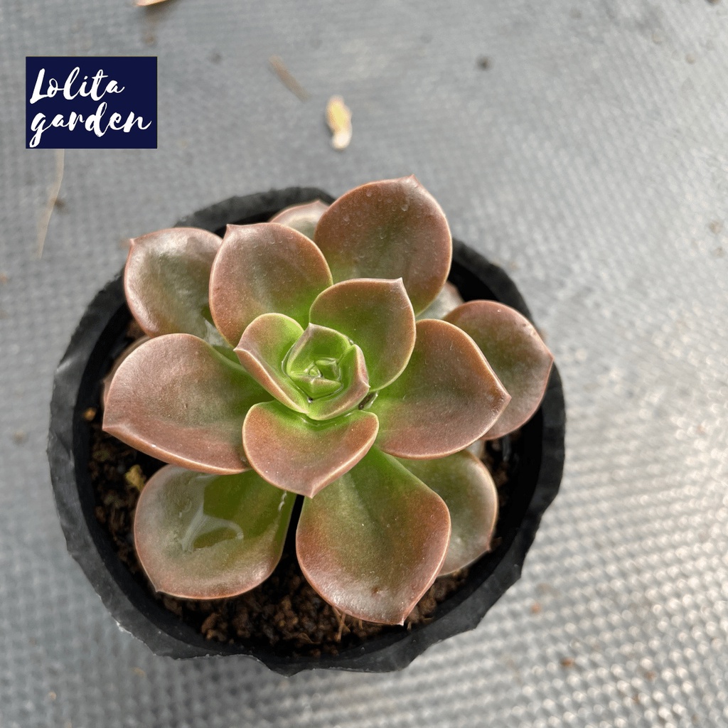 Sen đá nhật nguyệt Đà Lạt size bé cây cảnh trang trí nhà cửa Lolita garden