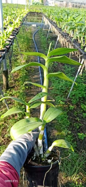 Hoa lan denro màu trắng tím