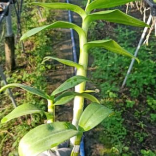 Hoa lan denro màu trắng tím