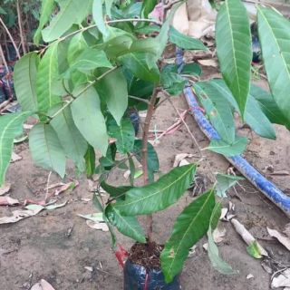 Cây nhãn lồng hưng yên. Tặng kèm túi phân