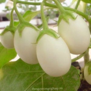 [GIÁ GỐC] Hạt giống Cà Pháo Trứng Trắng Ngon - 50 hạt
