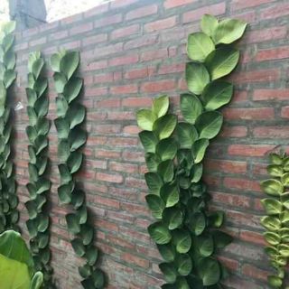Cây 🌲 Dây cắt kè ♌ leo tường