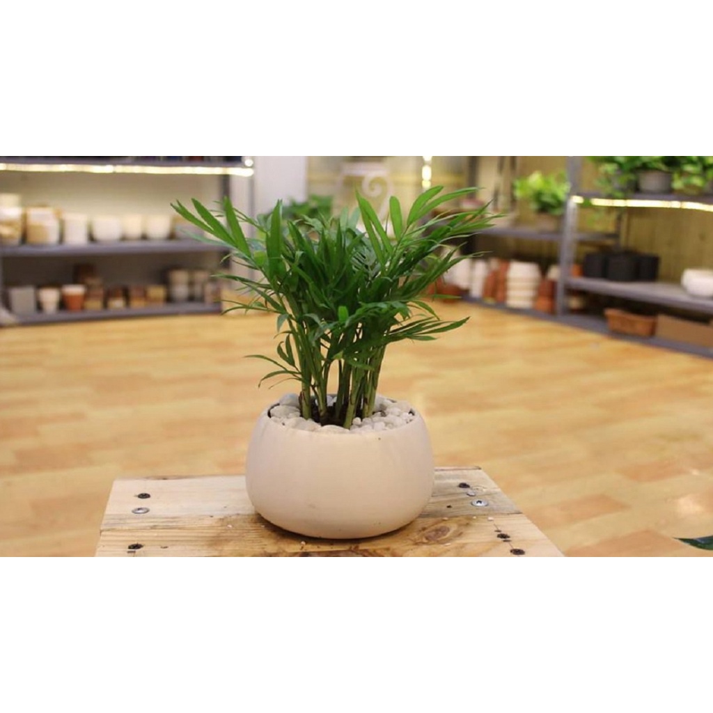 Cây Cau Tiểu Trâm ( Chậu Nhựa Nâu) - Cây phong thủy, Cây nội thất