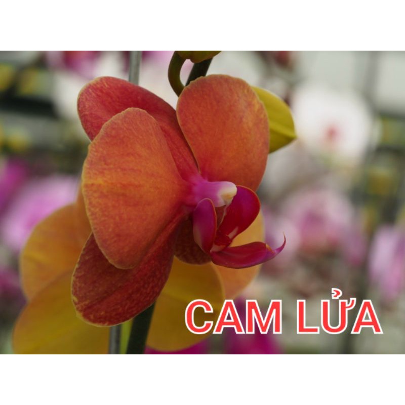 hồ điệp giống màu cam cốc 3.5 hoa trung phân nhánh