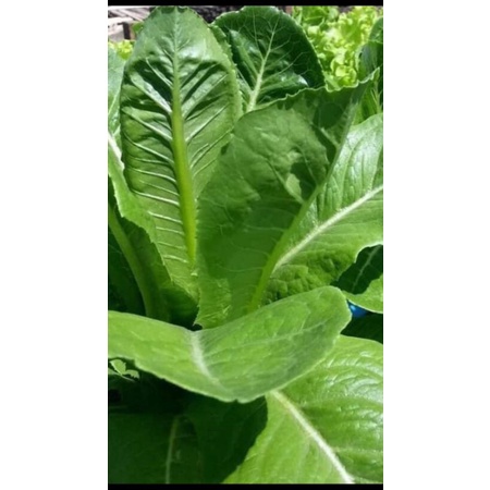 HẠT GIỐNG XÀ LÁCH CHỊU NHIỆT ROMAINE GEM