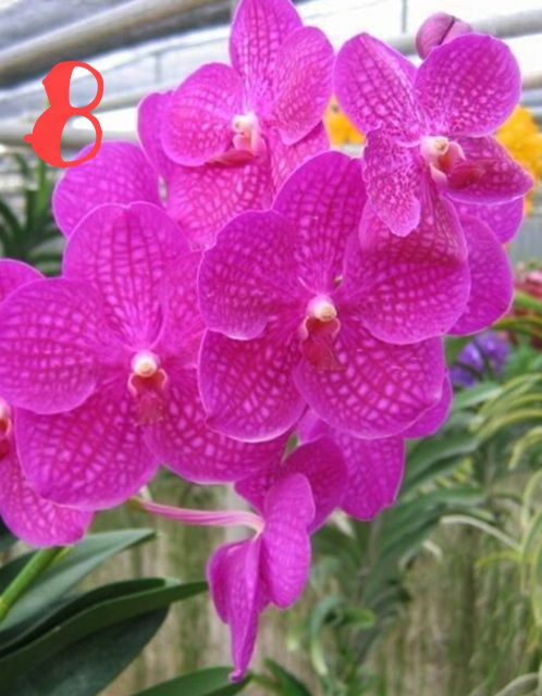 Hoa Lan: VANDA THÁI- COMBO 5 MÀU: 150K