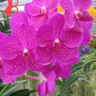 Hoa Lan: VANDA THÁI- COMBO 5 MÀU: 150K
