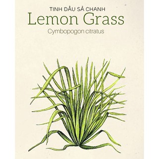 Tinh Dầu Sả Chanh/Sả Java đuổi muỗi xông thải độc từ vườn Xả DAKLAK