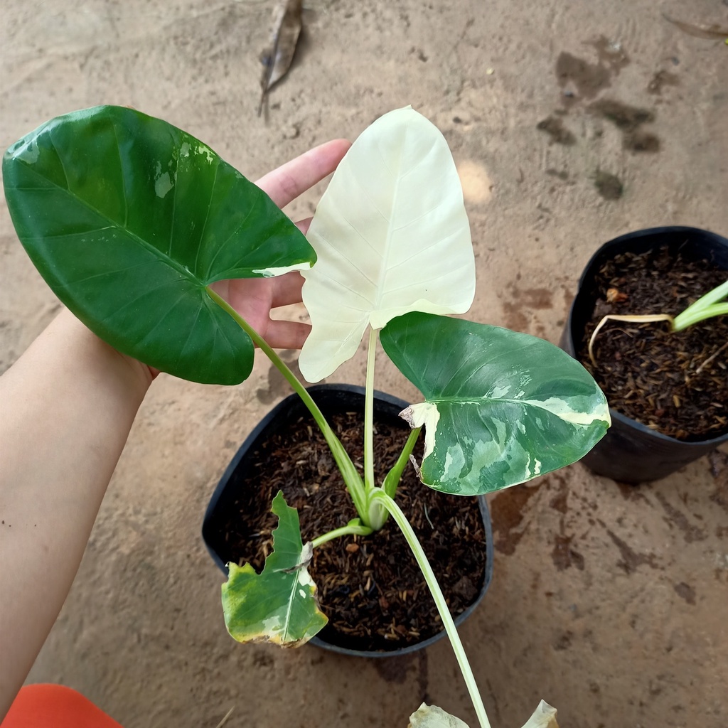 Cây Ráy Var, kiểng lá đột biến - Alocasia Macrorrhiza Varietage