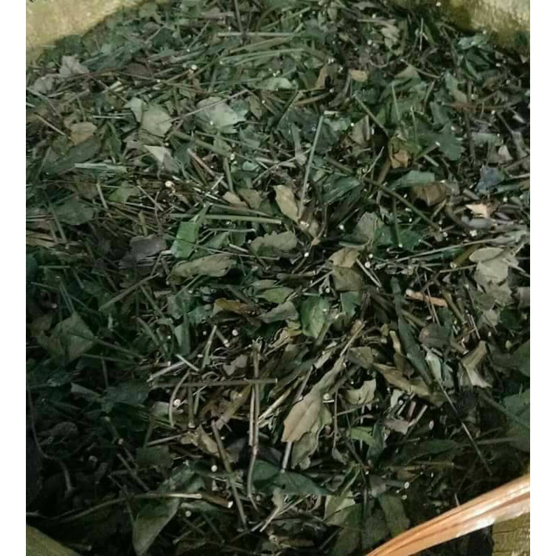 Chè vằng sẻ