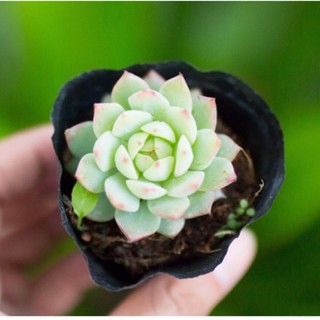 Sen đá hồng kim 5-7cm - Vườn sen đá