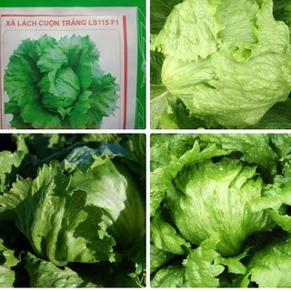 Hạt giống rau xà lách cuộn trắng F1 - 0.2 gr