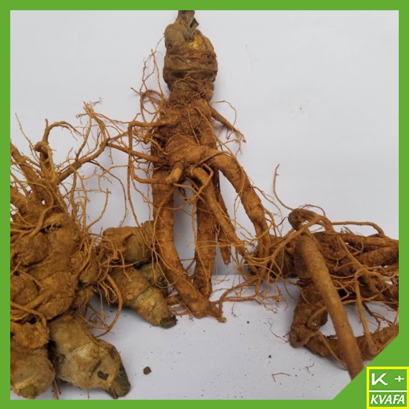 Củ Tam Thất Tươi Nguyên Củ Của Bắc Hà Lào Cai 1kg