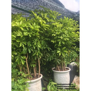 Cây ngũ gia bì - cây khỏe - đuổi muỗi