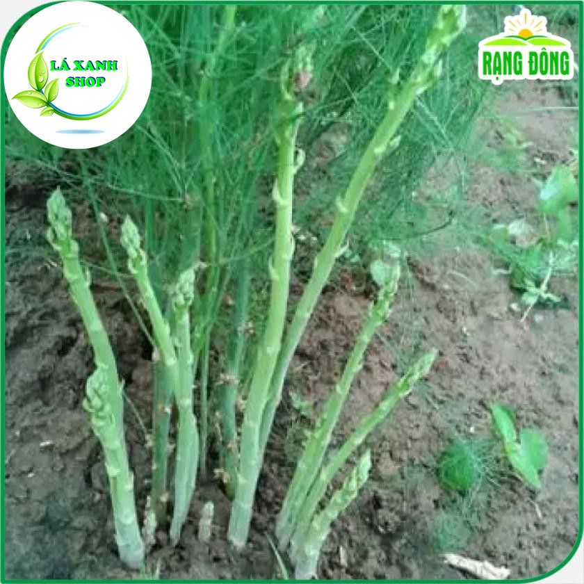 Hạt giống Măng Tây Xanh Chịu Nhiệt Tốt, Dễ Trồng, Kháng Sâu Bệnh (gói 0,5 gram) - Hạt giống Rạng Đông