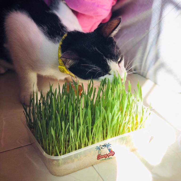 Cỏ lúa mạch tươi trị búi lông hỗ trợ tiêu hóa cho chó mèo