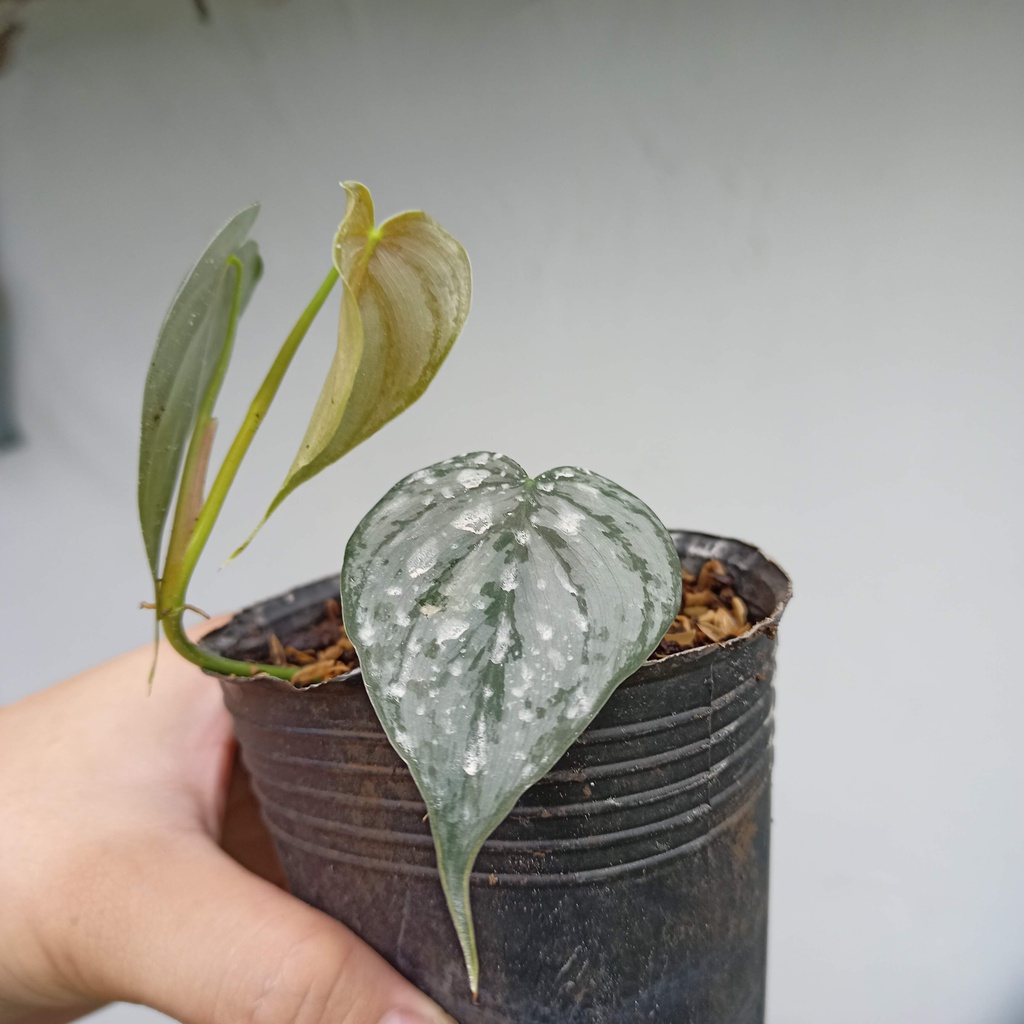 Cây philodendron brandtianum, 3 lá