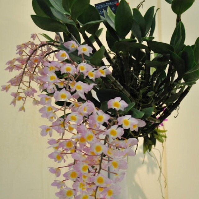 Hoa lan kiều tím