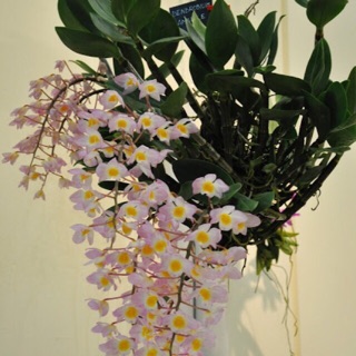 Hoa lan kiều tím