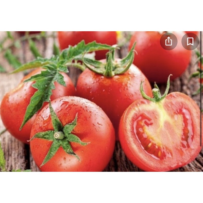 [Nảy mầm tốt] Hạt giống cà chua Rado 29