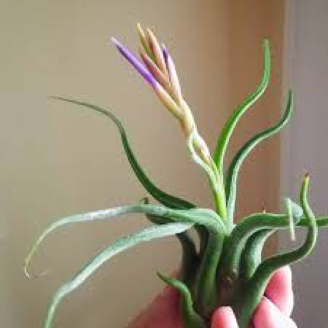 Cây không khí Tillandsia caput medusa lớn