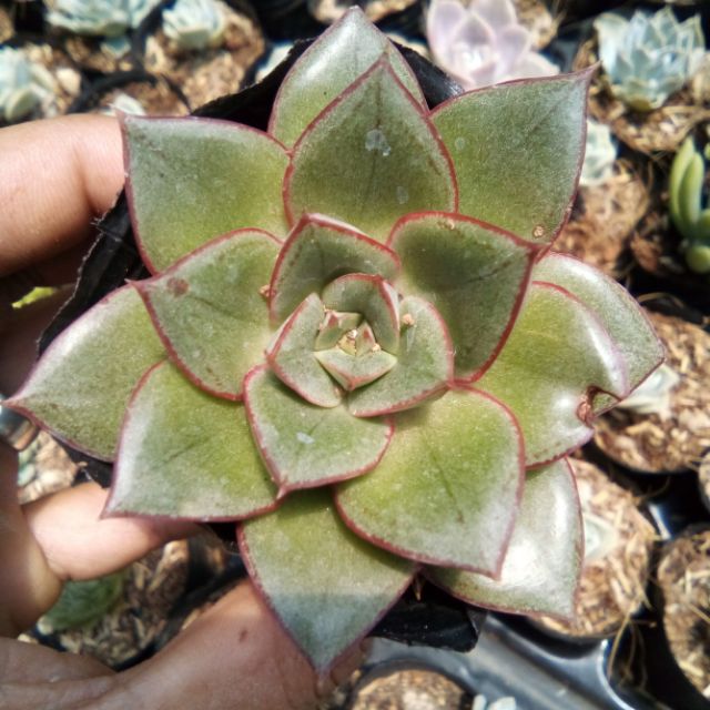 Sen hoa hồng đen mới