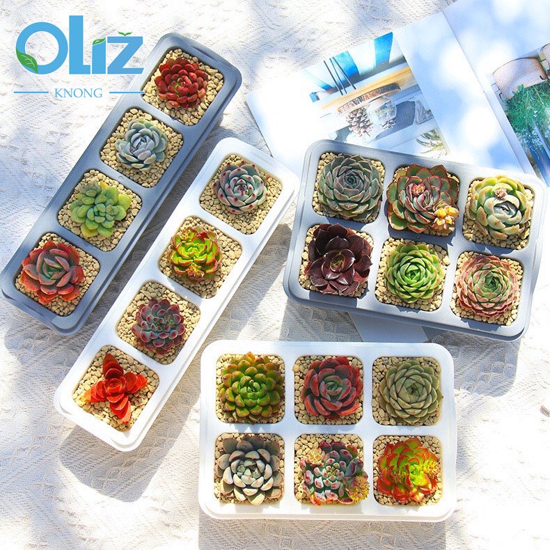 Chậu trồng cây hoa đá ,sen đá,xương rồng Oliz Knong T1