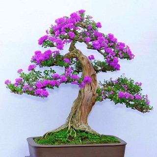 CHẬU CÂY LINH SAM (CÂY SAM NÚI ) DÒNG SÔNG HINH LÁ TO- SIÊU BÔNG