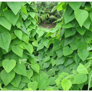 Combo 3 gói Hạt giống sương sâm lông (TẶNG gói kích thích hạt nảy mầm)