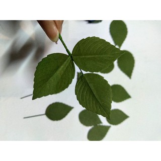 Lá hồng giấy cắt sẵn có gân 100 lá rời