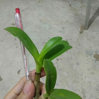 Bò vàng cây giống