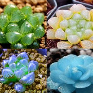 Hạt giống sen đá kim cương