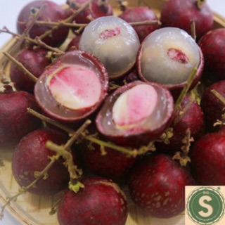 Cây Nhãn Tím của bác Huy, Sóc Trăng (nhãn long tím)