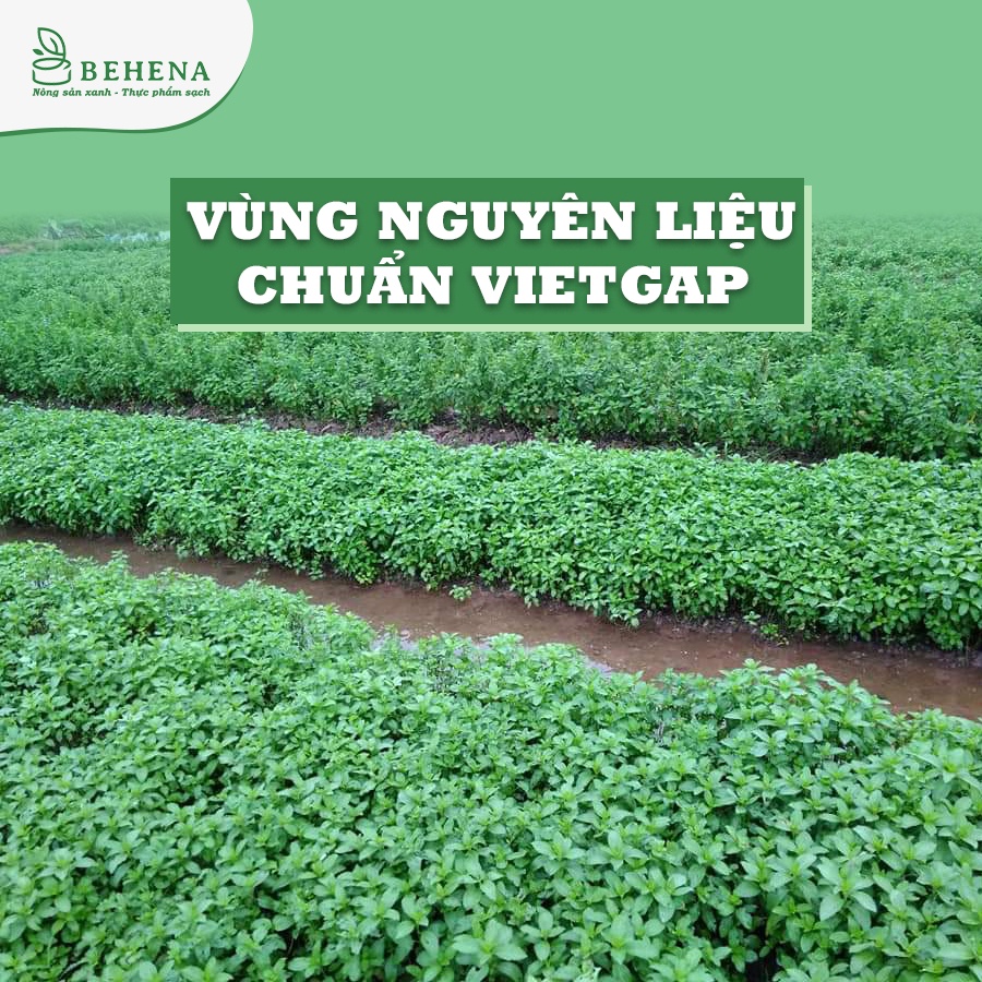 Bột Bạc Hà Behena 50g Hết Mụn Sáng Da, Giảm Khó Tiêu, Đầy Hơi, Phòng Cảm Lạnh