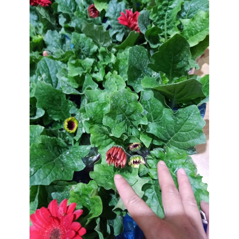 10 Bầu Hoa đồng tiền lùn sai nụ hoa 🌼🌼🌼